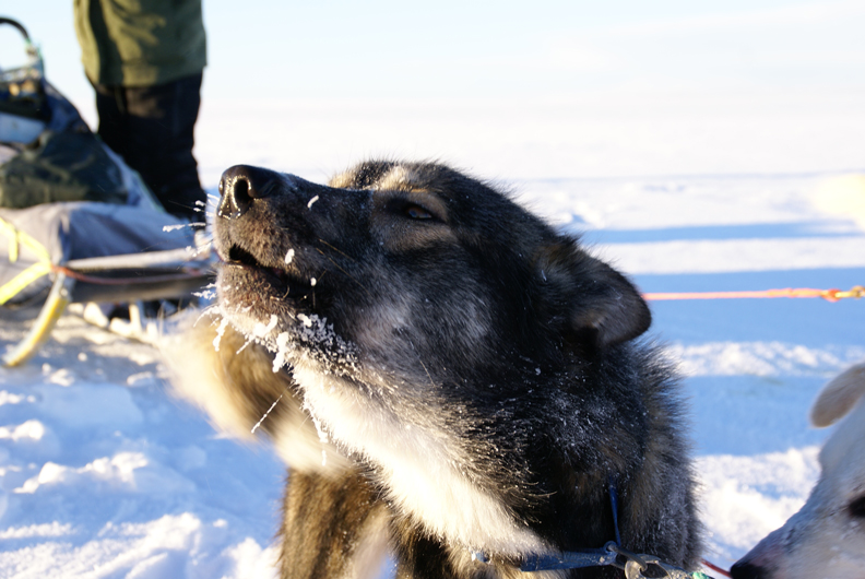 Howling dog